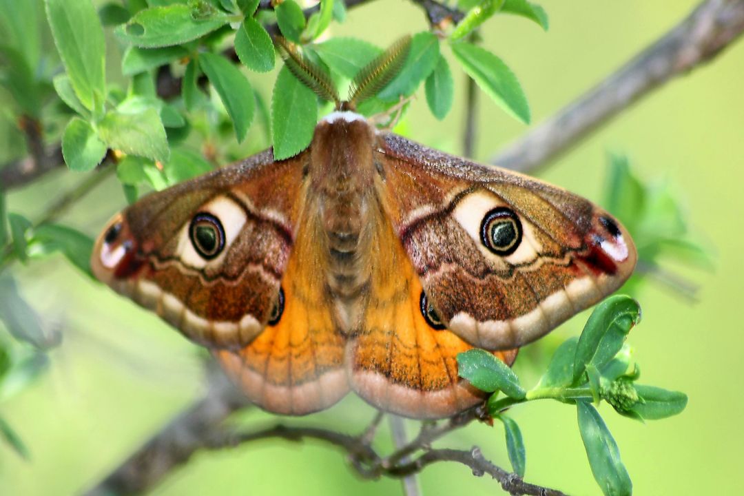 Saturnia minore